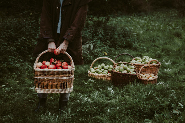 Travelling Basket Blog The Apple Harvest, foraging fruits, harvesting, smallholding life, baking and preserving, autumn, seasons