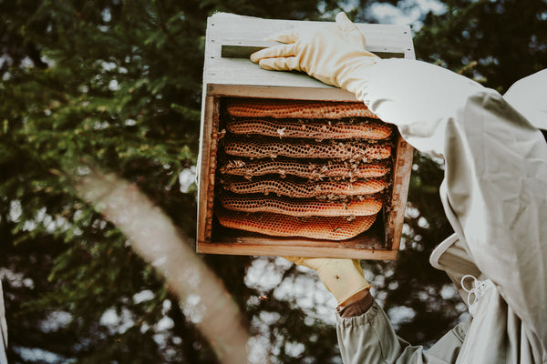 THE HONEY HARVEST