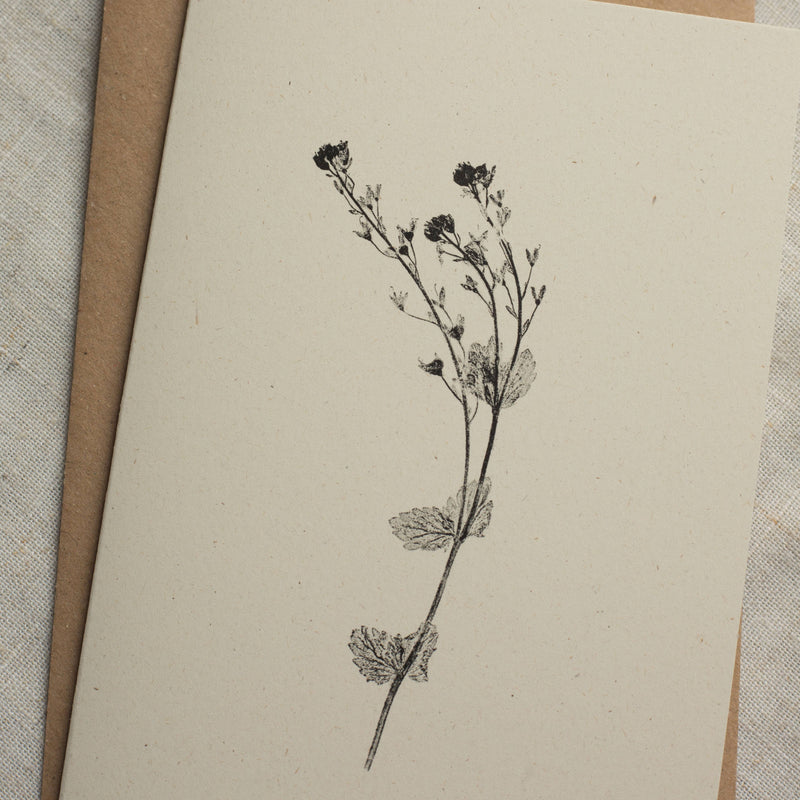 Speedwell Flower Botanical Greeting Card A6 Recycled Card