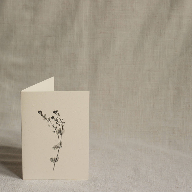 Speedwell Flower Botanical Greeting Card A6 Recycled Card
