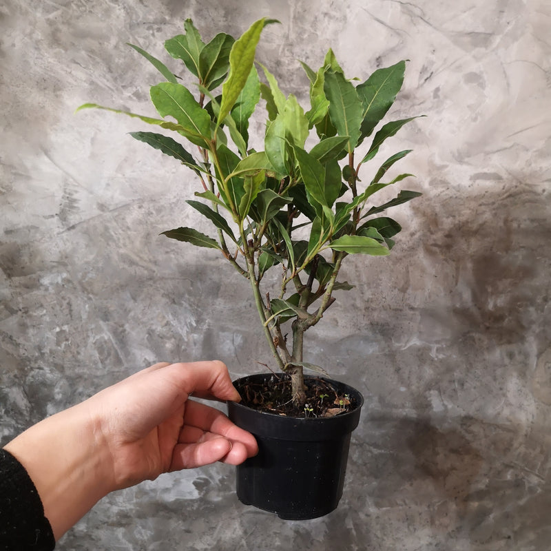 Bay Tree Plant