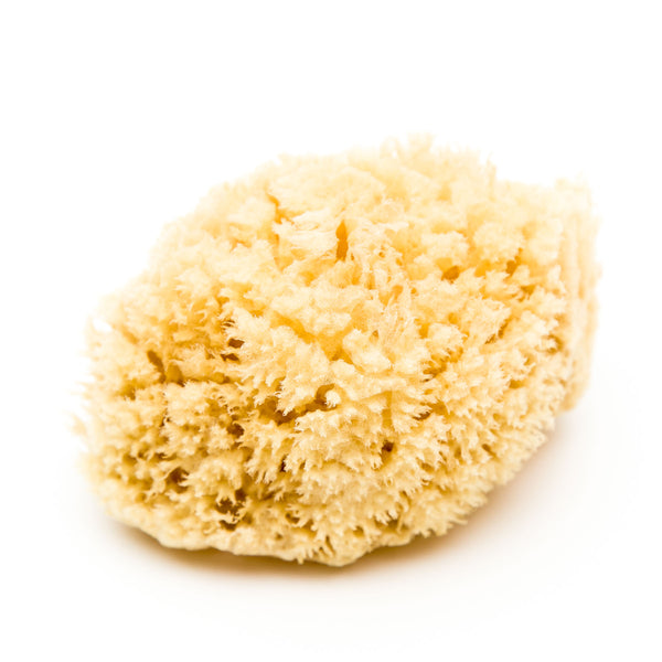 Natural Honeycomb Sea Sponge