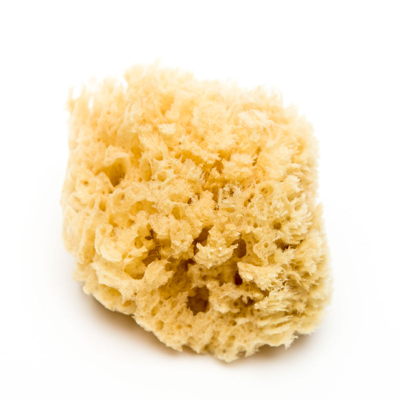 Natural Honeycomb Sea Sponge