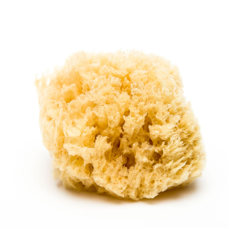 Natural Honeycomb Sea Sponge