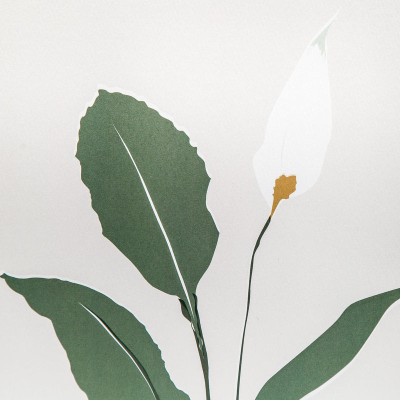 Peace Lily Artist Print