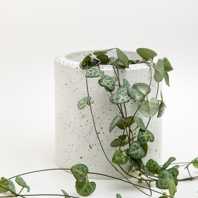 Large Concrete Planter - garden - shop online uk | Travelling Basket