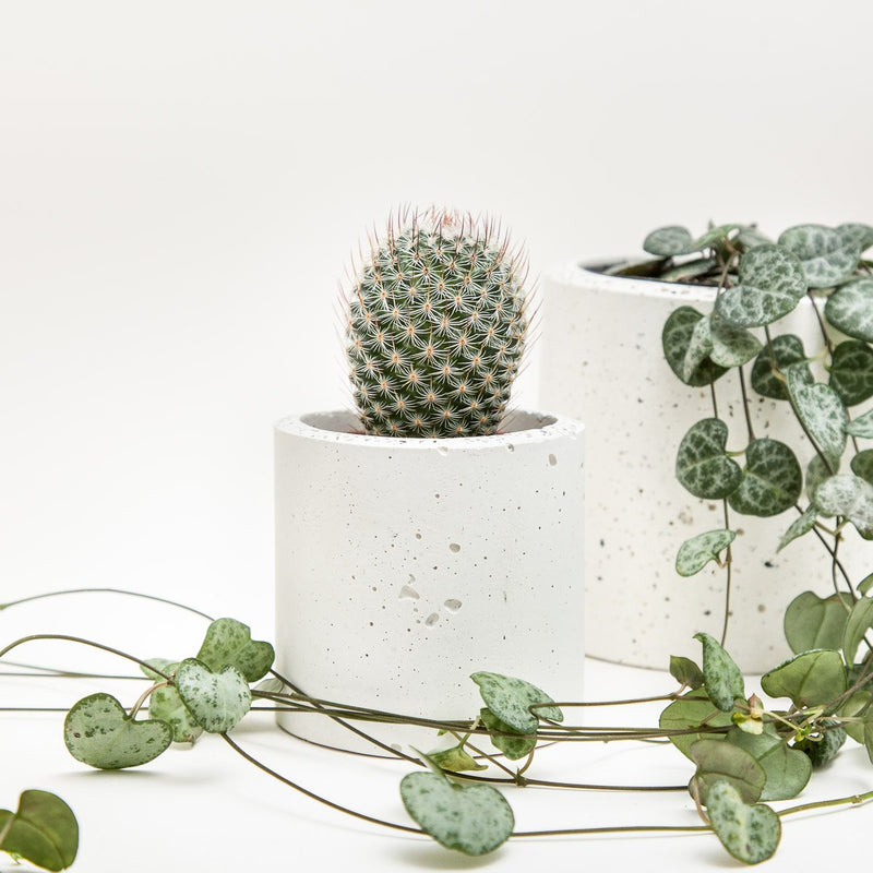 Small Concrete Planter - garden - shop online uk | Travelling Basket